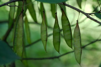 Redbud Seed Pods