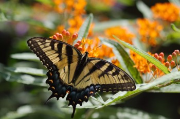 Papilio glaucus (Eastern Tiger Swallowtail)