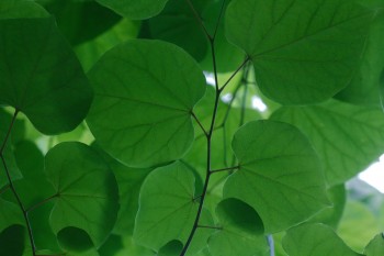 Redbud Leaves