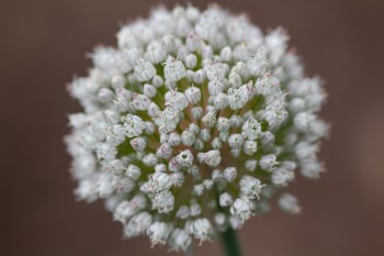 Onion Flowers