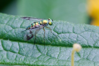 Genus Condylostylus