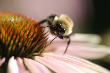 Bumble Bee on Coneflower