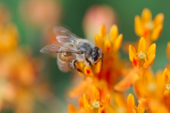 Apis mellifera (Honey Bee)