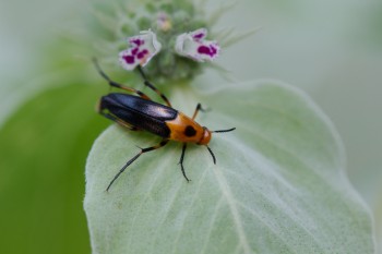 Macrosiagon limbata (Wedge-shaped Beetle)