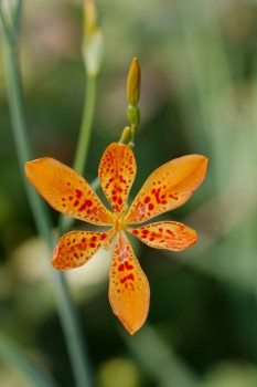 Iris domestica