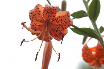 Turk's Cap Lily (Lilium superbum)