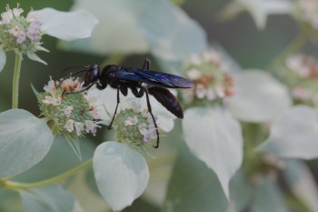 Great Black Wasp (Sphex pensylvanicus)
