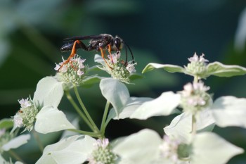 Katydid Wasp (Sphex nudus)