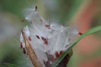 Butterfly Weed Seeds