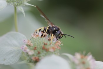 Bicyrtes quadrifasciatus