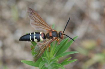 Sphecius speciosus (Eastern Cicada Killer)