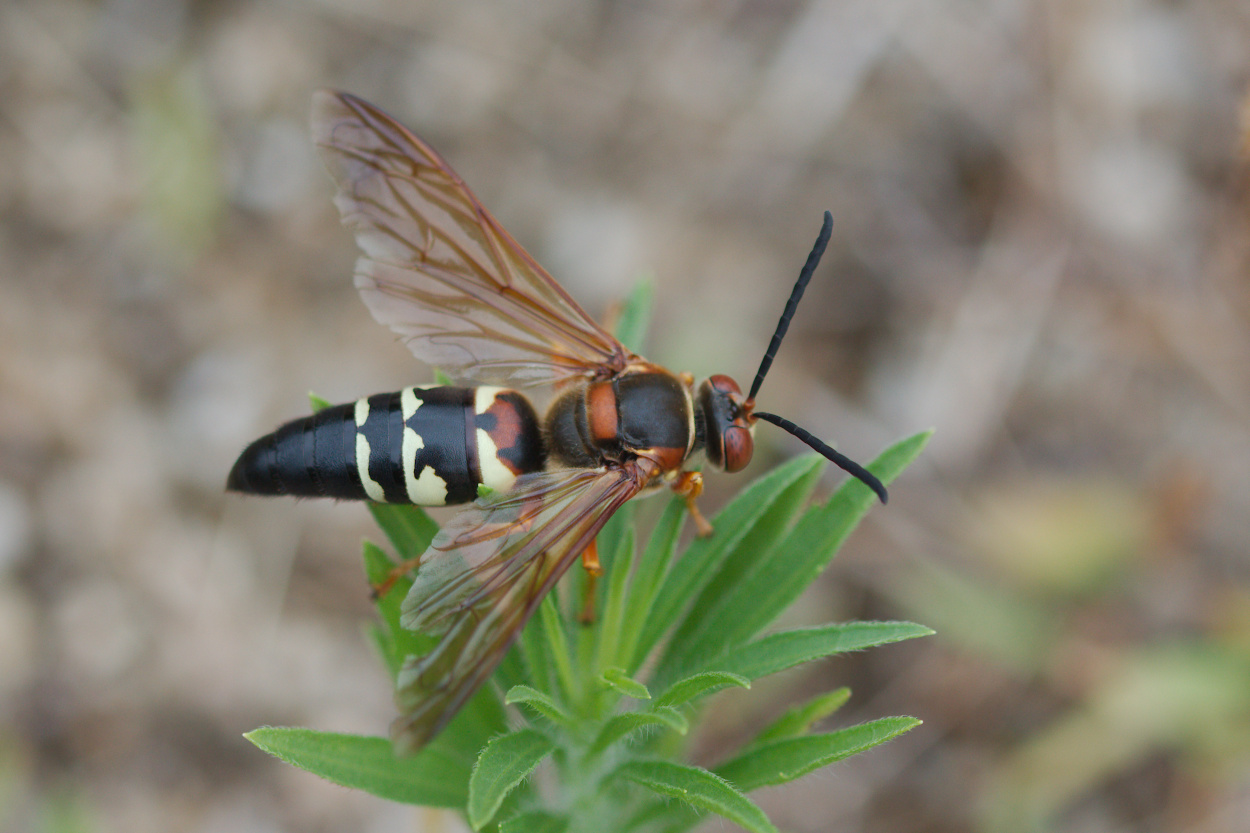 Sphecius Speciosus Eastern Cicada Killer Wasp Henry Hartley