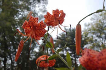 Turk’s Cap Lily