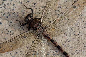 Tachopteryx thoreyi (Gray Petaltail)