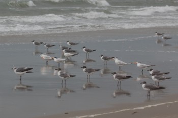 Laughing Gulls and Royal Terns