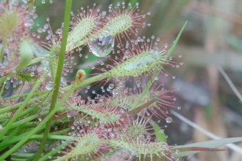 Drosera sp. (Sundew)