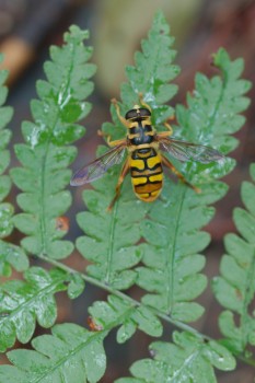 Milesia virginiensis (Yellowjacket Hover Fly)