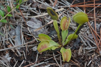 Dionaea muscipula (Venus Flytrap)