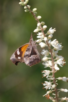 Libytheana carinenta (American Snout)