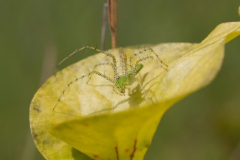 Peucetia viridans (Green Lynx Spider)