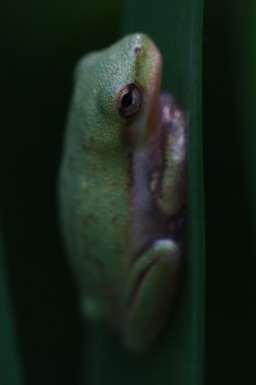 Tiny Tree Frog