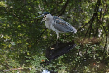 Black-crowned Night Heron (Nycticorax nycticorax)