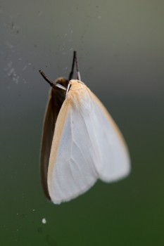 Cycnia tenera (Delicate Cycnia)