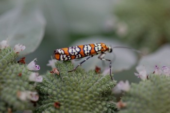 Atteva aurea (Ailanthus Webworm Moth)