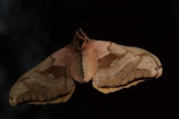 Antheraea polyphemus (Polyphemus Moth)