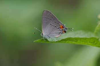 Strymon melinus (Gray Hairstreak)