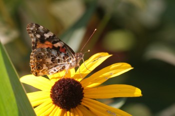 Vanessa cardui (Painted Lady)