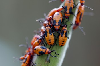 Oncopeltus fasciatus (Large Milkweed Bug) nymphs