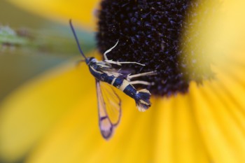 Synanthedon scitula (Dogwood Borer)