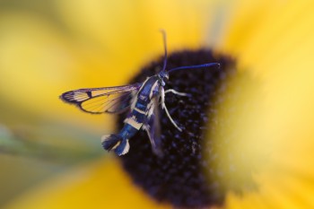 Synanthedon scitula (Dogwood Borer)