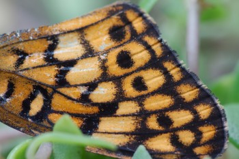 Butterfly Wing