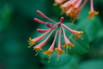 Honeysuckle