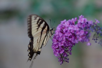 Papilio glaucus (Eastern Tiger Swallowtail, male)
