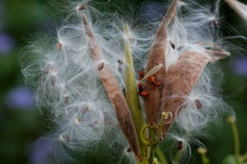 Asclepias tuberosa