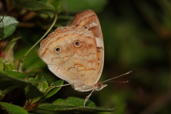 Junonia coenia (Buckeye)