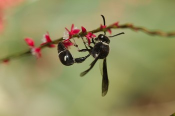 Eumenes fraternus (Potter Wasp)