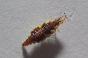 <em>Chrysoperla</em> (Lacewing) Larva