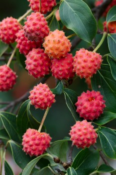 Cornus kousa