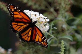 Danaus plexippus (Monarch)