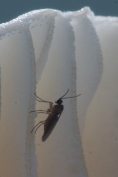 Mosquito on a Mushroom