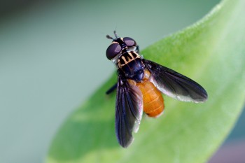 Trichopoda pennipes