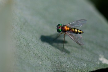 Condylostylus sp.