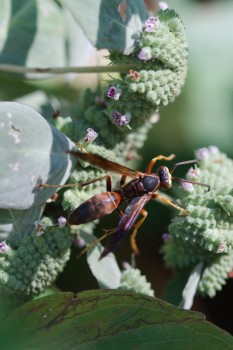 Polistes fuscatus (Northern Paper Wasp)