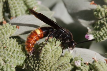 Scolia dubia Blue-winged Wasp