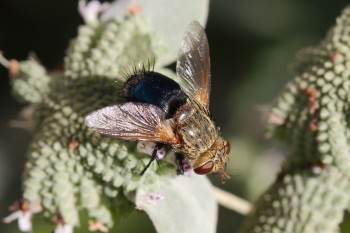 Archytas apicifer