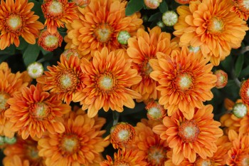 Orange Mums